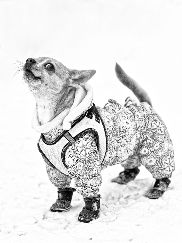 Фотография автора Олесь Парицкий