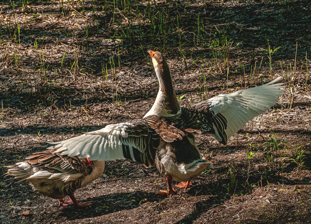 Photograph by Vladimir  Komarov