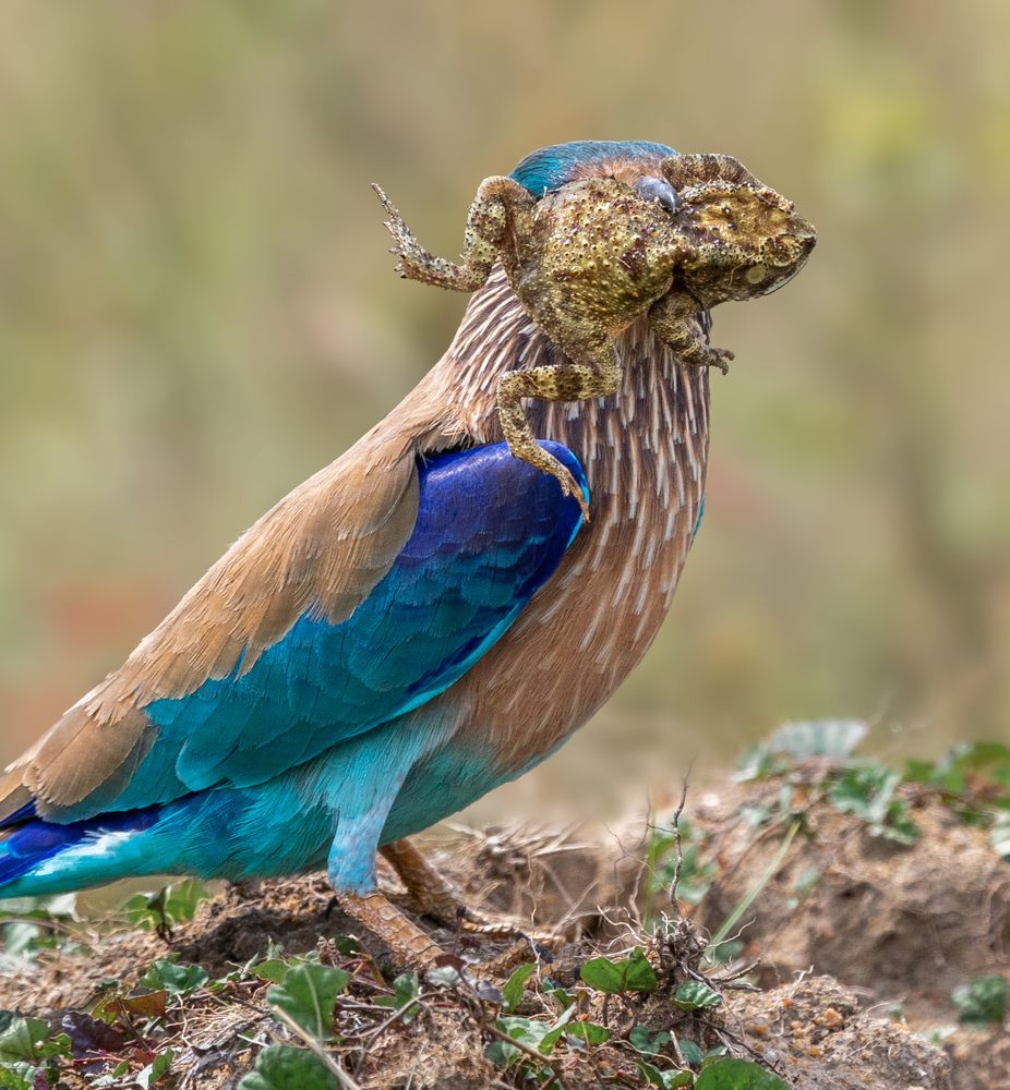 Photograph by Karthik Sriraman