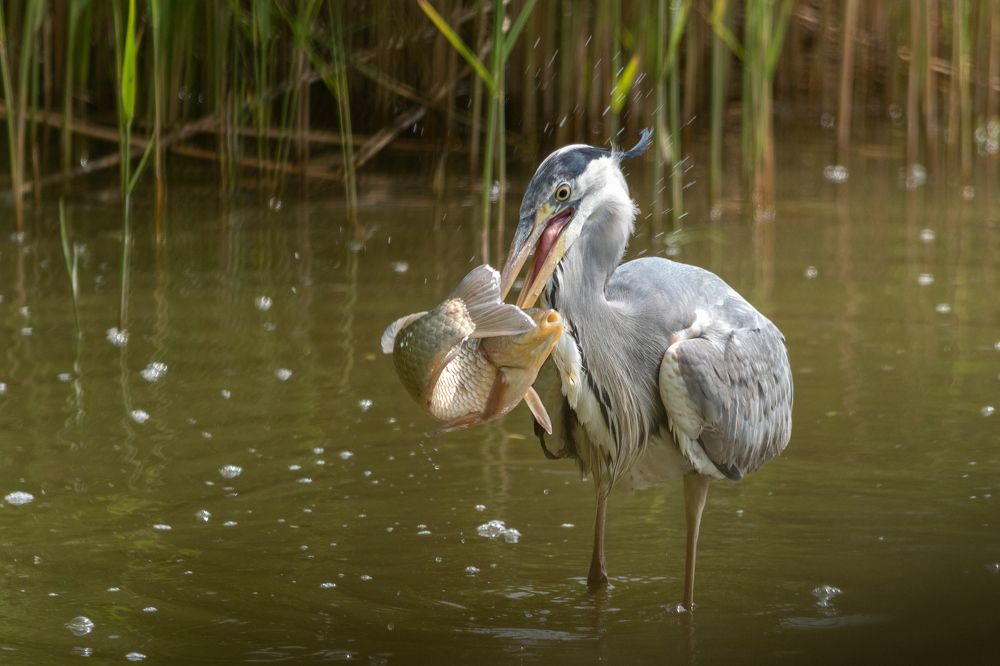 Photograph by Наталья Фомина