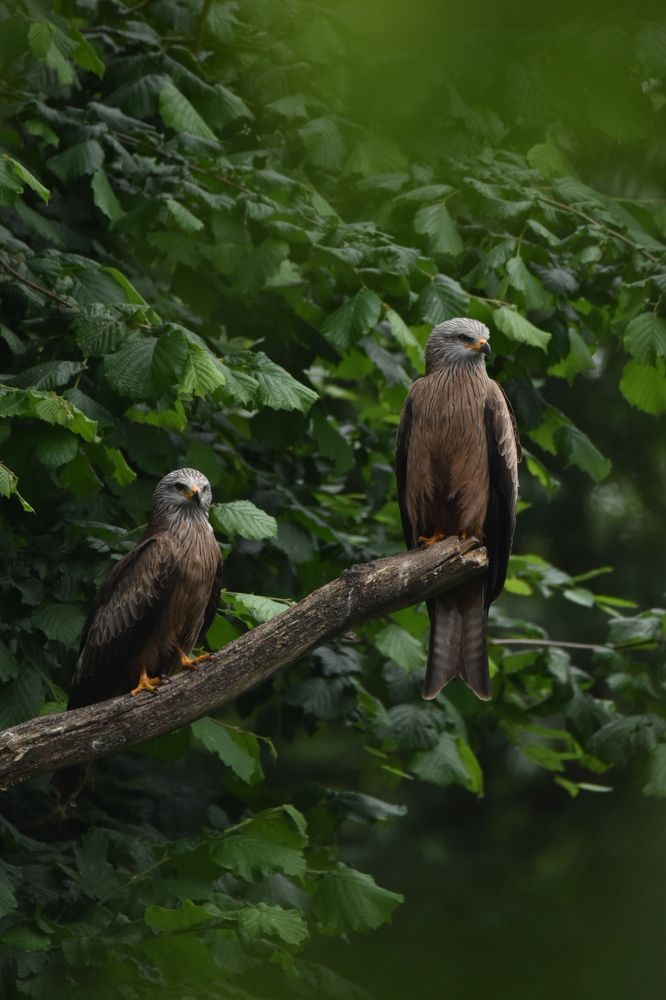 Photograph by Ivo Damen