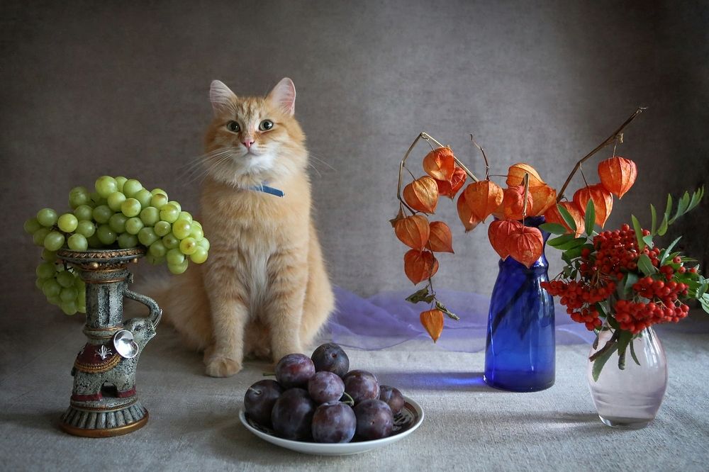 Дайте лучше мяса.