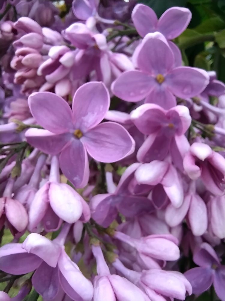 Photograph by Саманта Начкебия