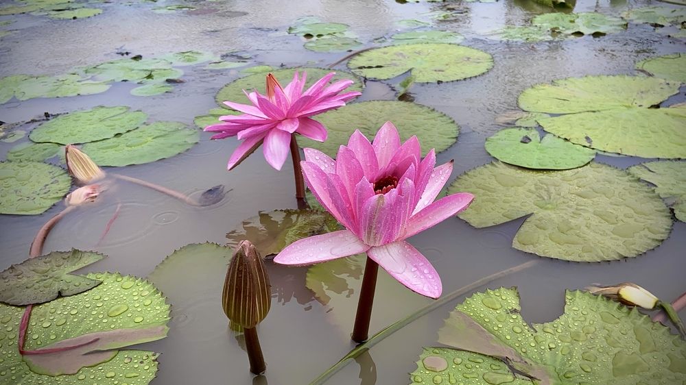 Photograph by Truong Van Tan