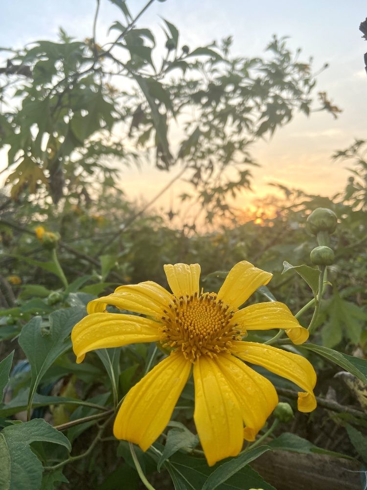 Photograph by Truong Van Tan