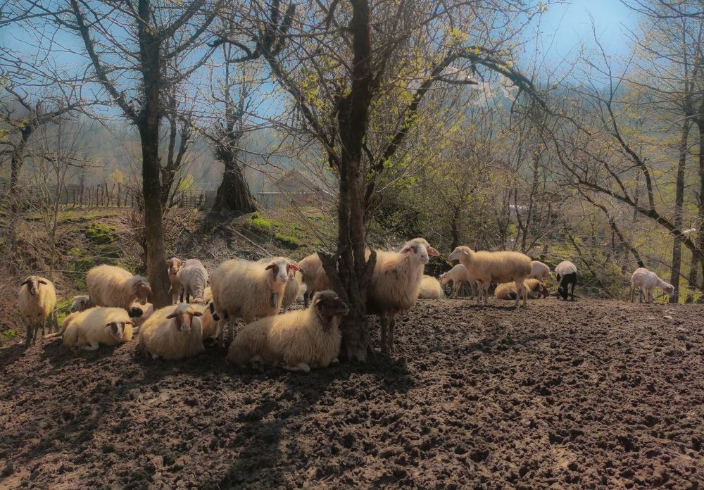 Sheep in the nature of Masal