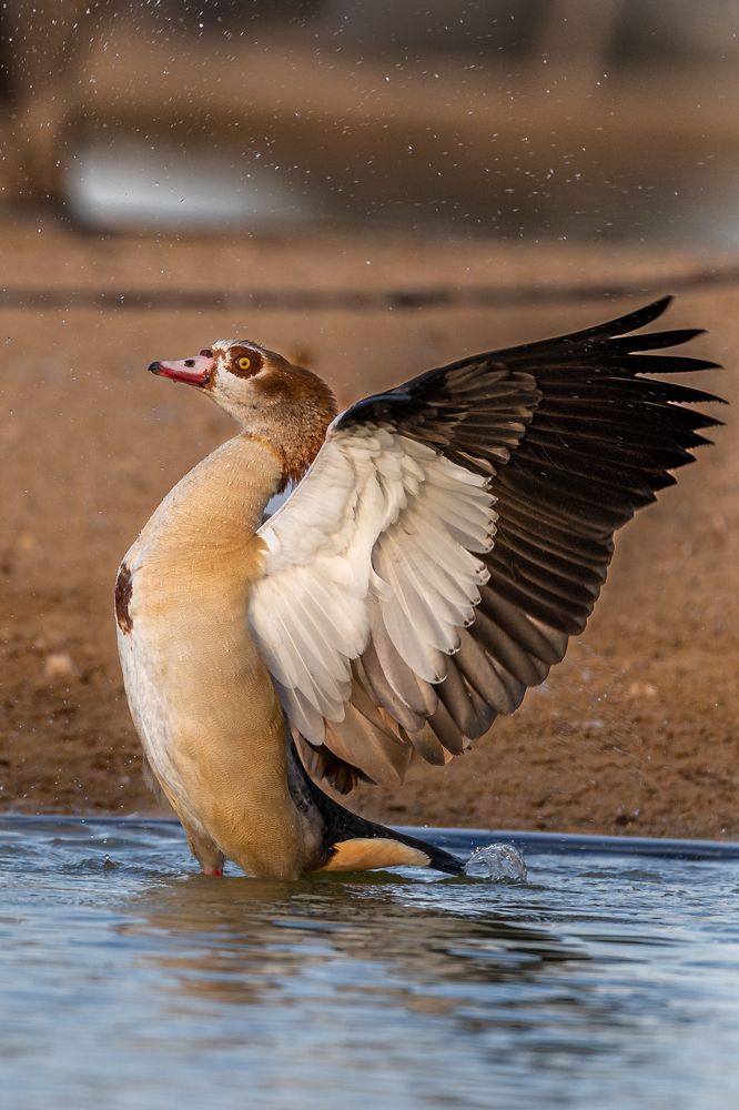 Photograph by Zubair Irshad