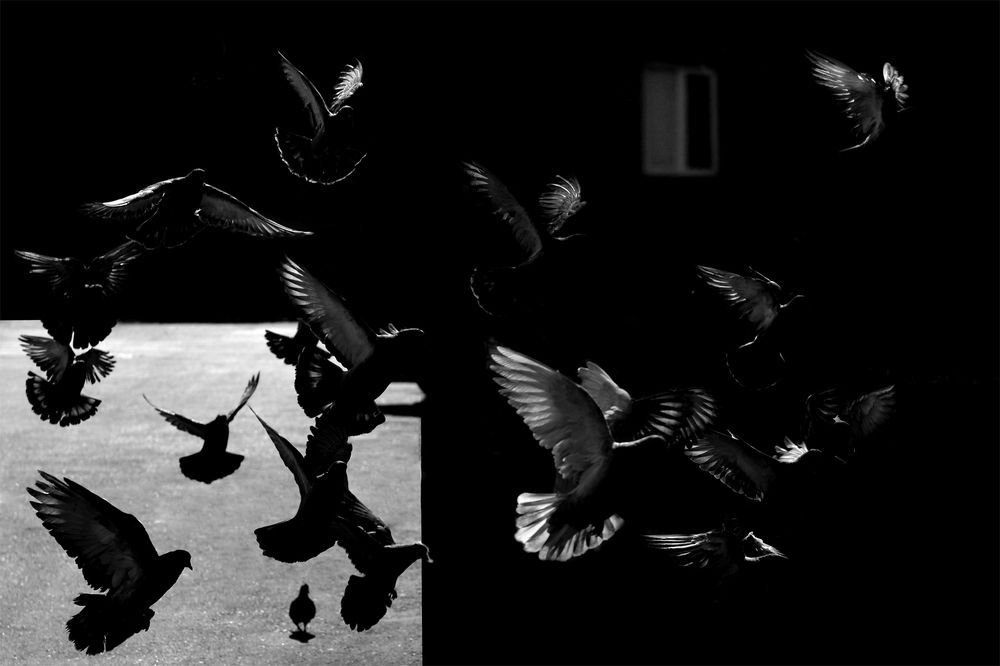 Танец голубей