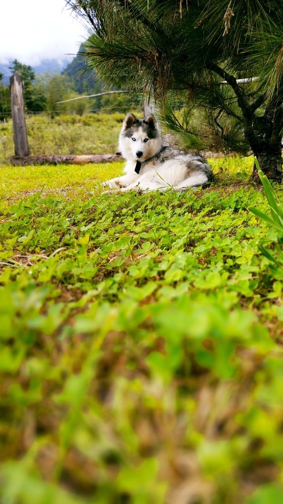 Photograph by Rinzin D Kunzang