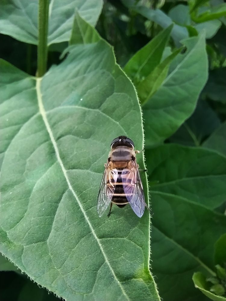 Photograph by Rinzin D Kunzang