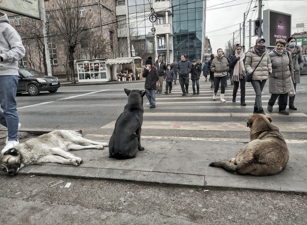 Dogs City ( #Daily_Life_Chronicle )