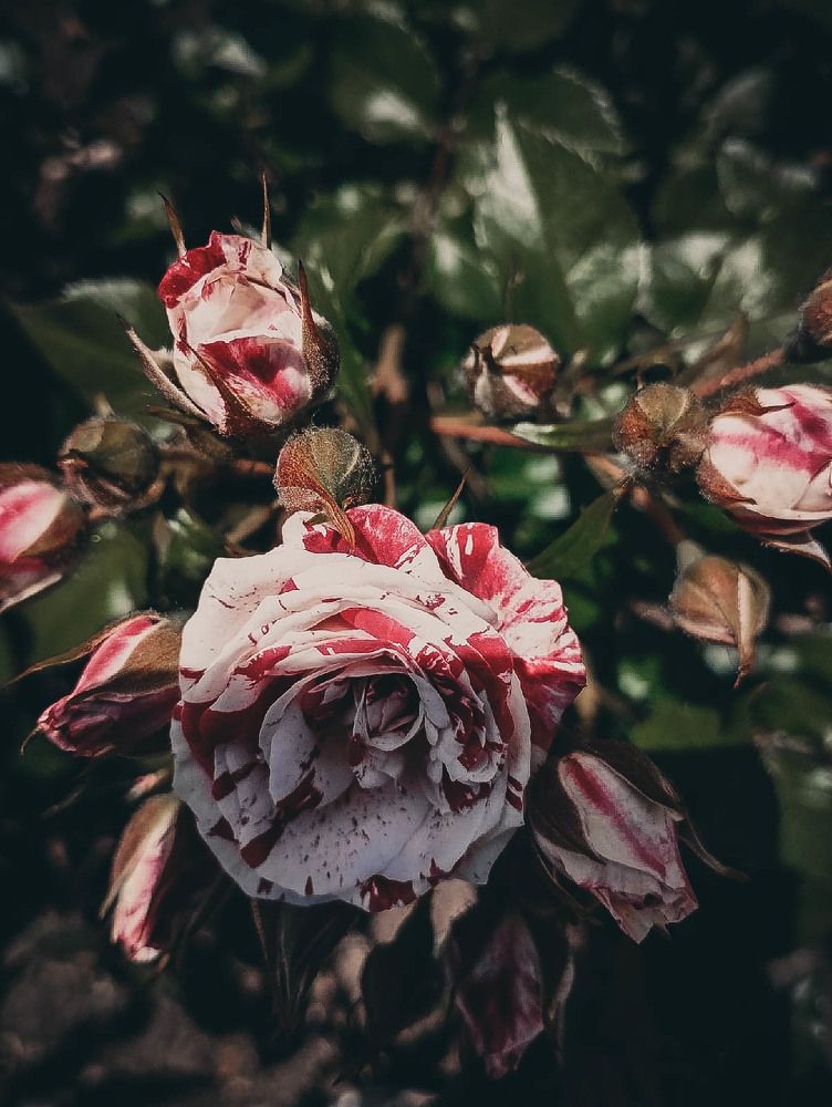 Photograph by Наталья Шёлкова