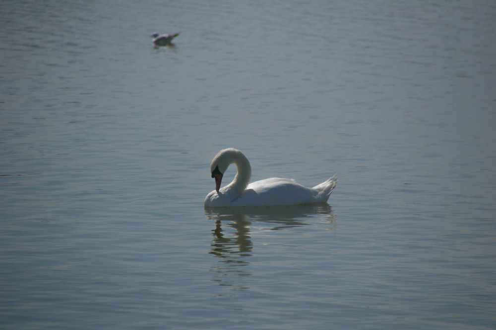 Фотография автора OXANA MARSOVA