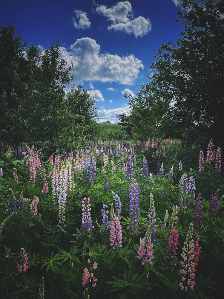 Photograph by Виктория Селютина