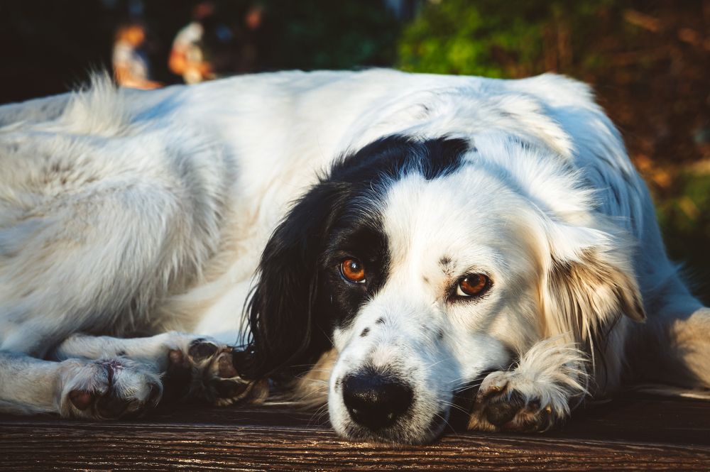 Photograph by Саша Литвин