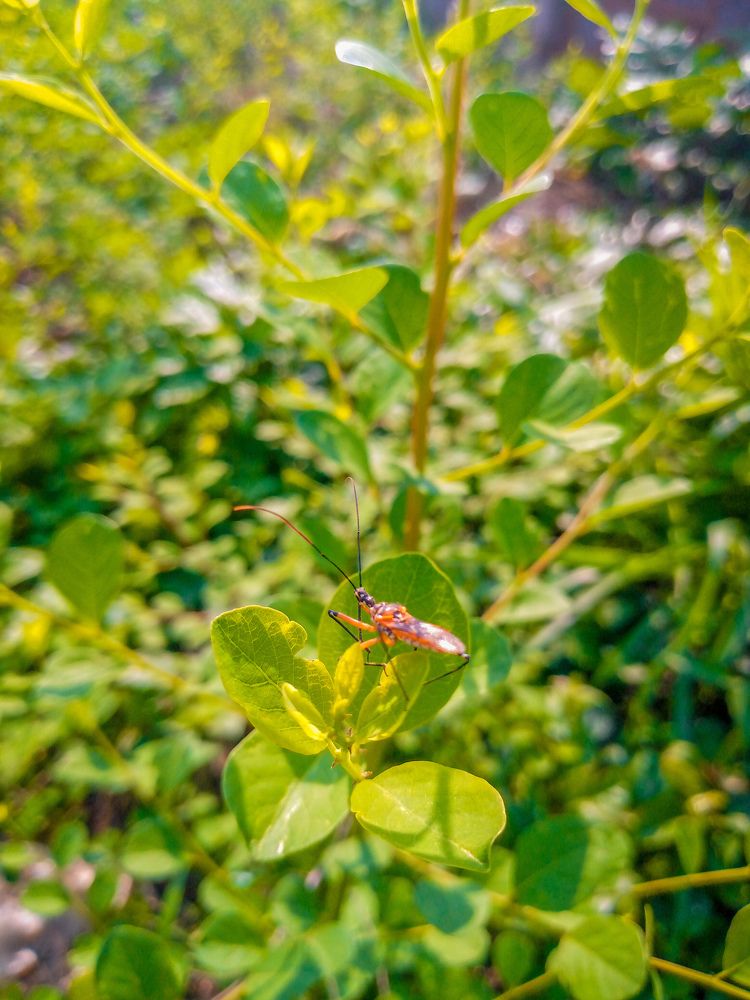 Insect