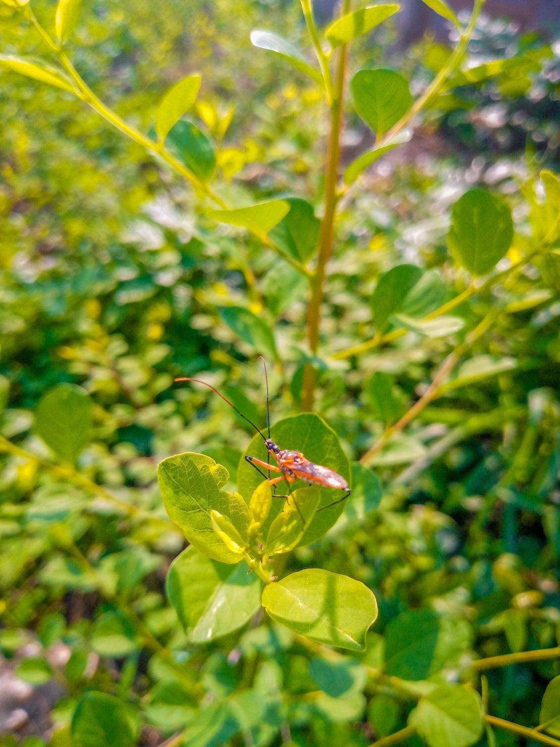 Insect