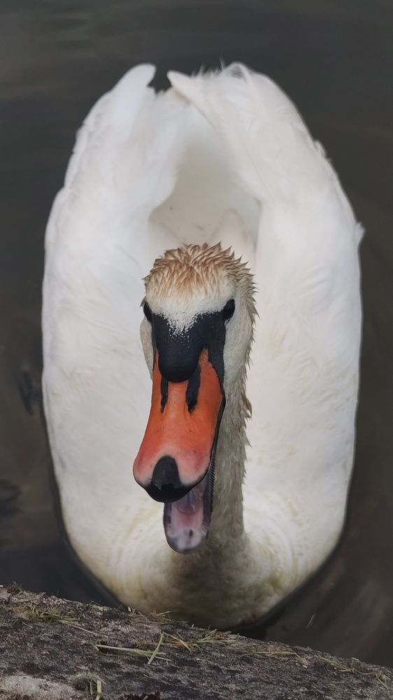 Photograph by Екатерина