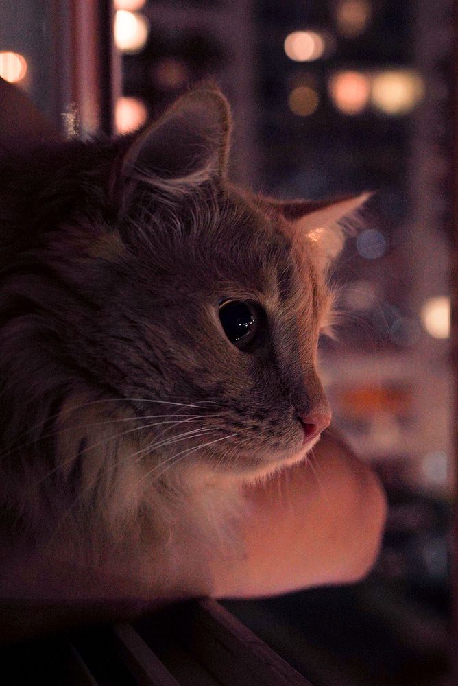 Photograph by Анна Колесниченко