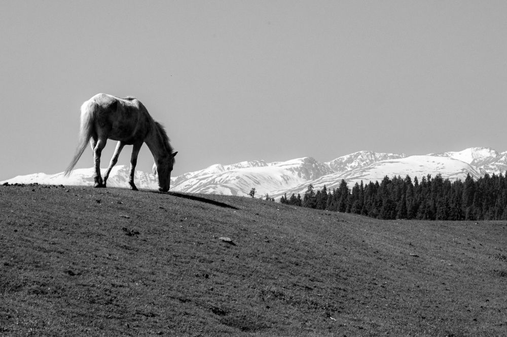 Photograph by Darshan Shah