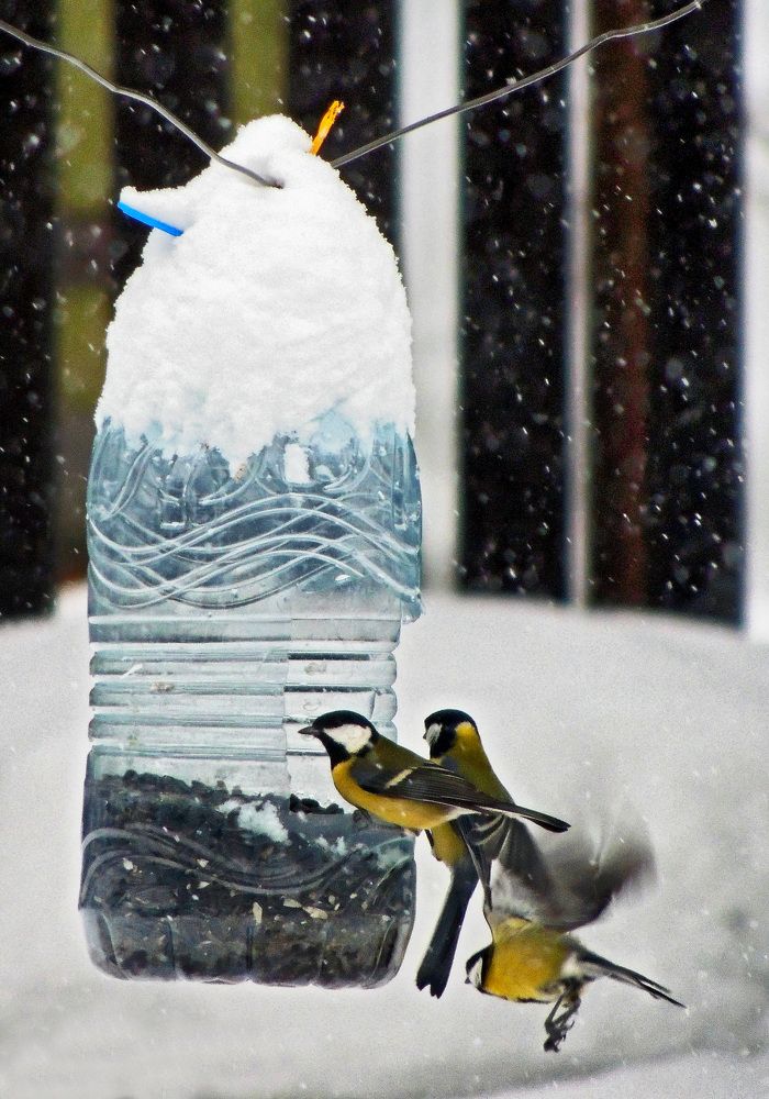 У кормушки.