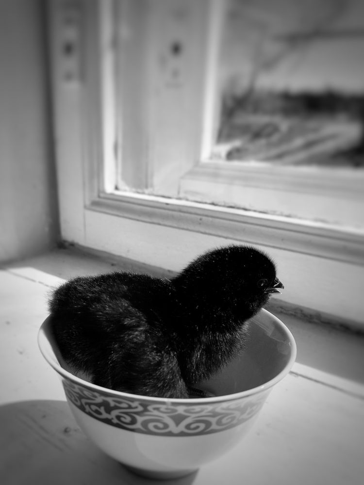 Photograph by Зульфия Вакилова