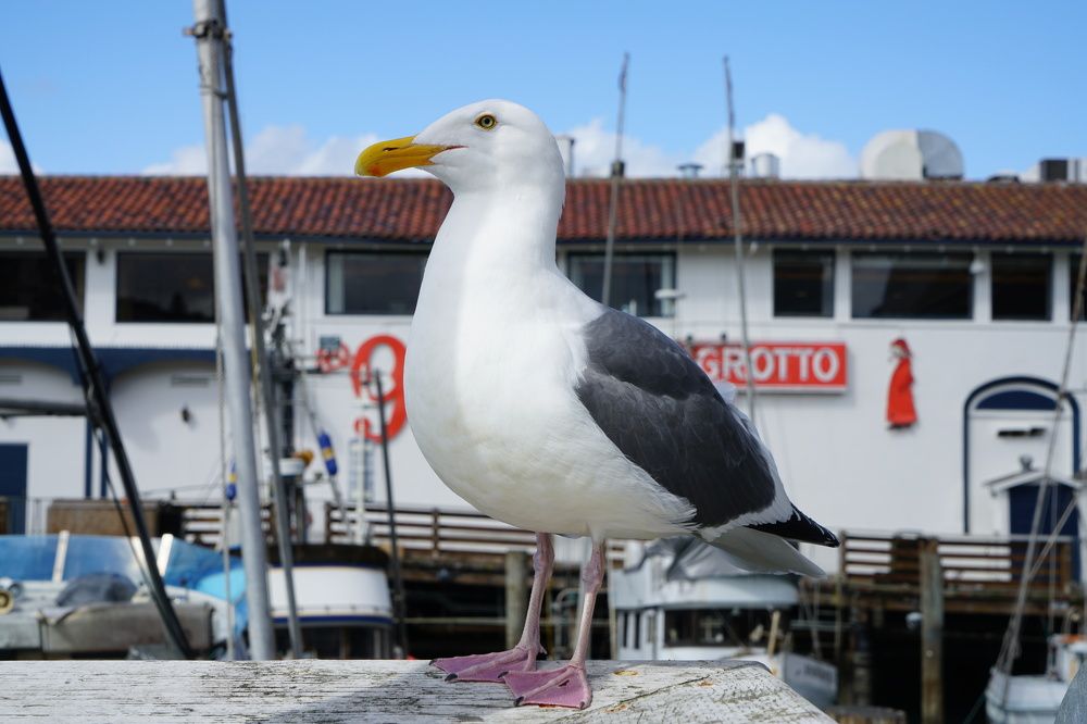 Photograph by Владимир Гречанинов