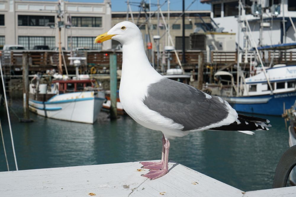 Photograph by Владимир Гречанинов