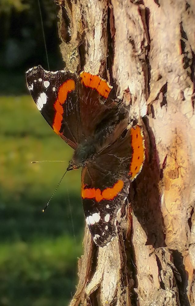 Butterfly sunbathing in autumn sunlight