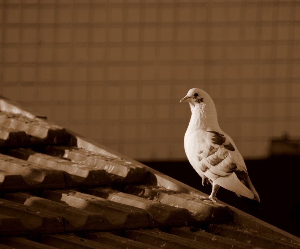 Photograph by Mike Sappojnikoff