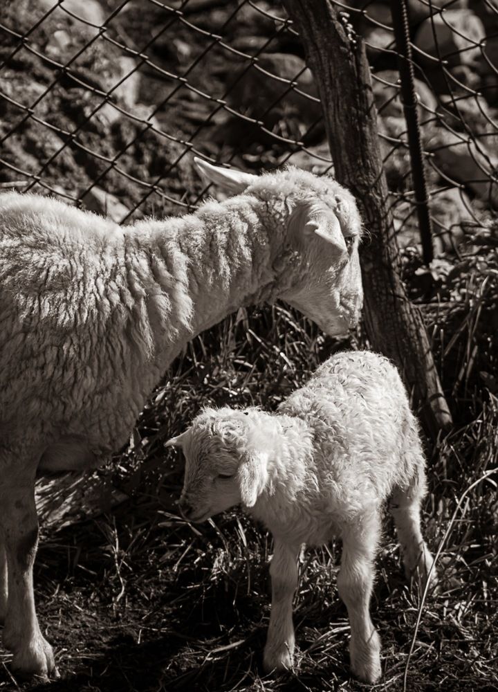 Новорождённость