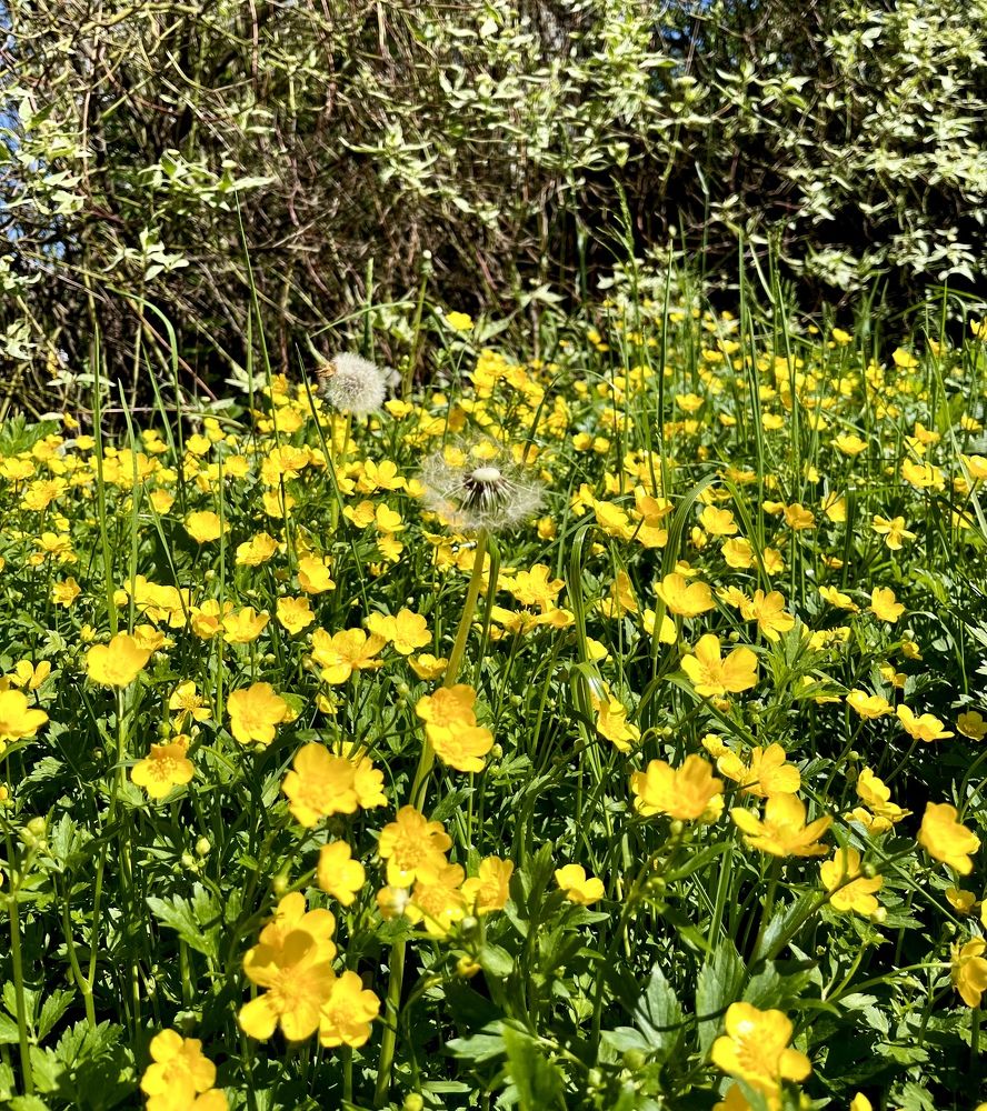 Золотая россыпь