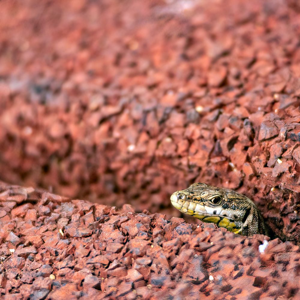 Фотография автора Slawa Rodionow