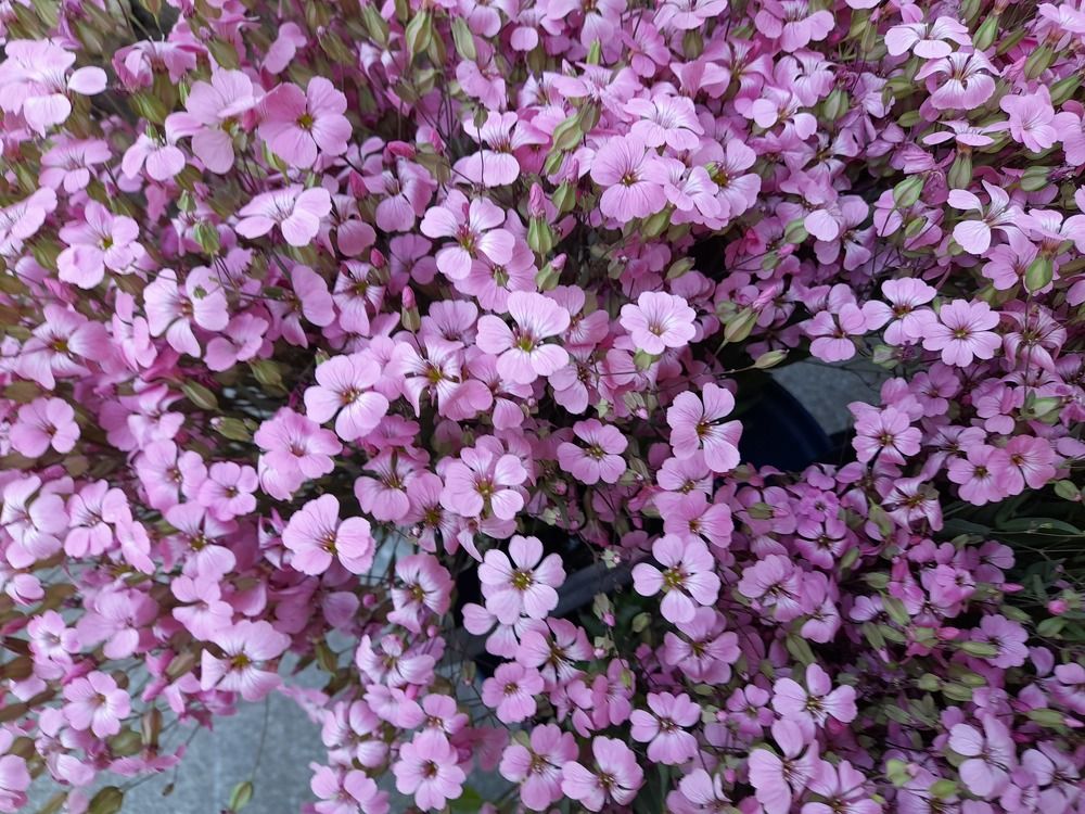 Фотография автора Revaz Topuria