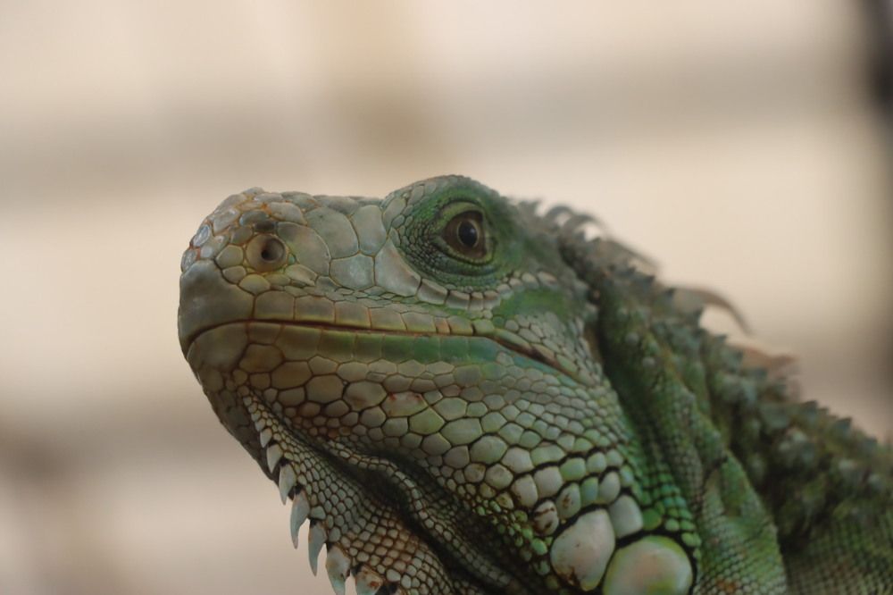 Photograph by Kuncoro PR