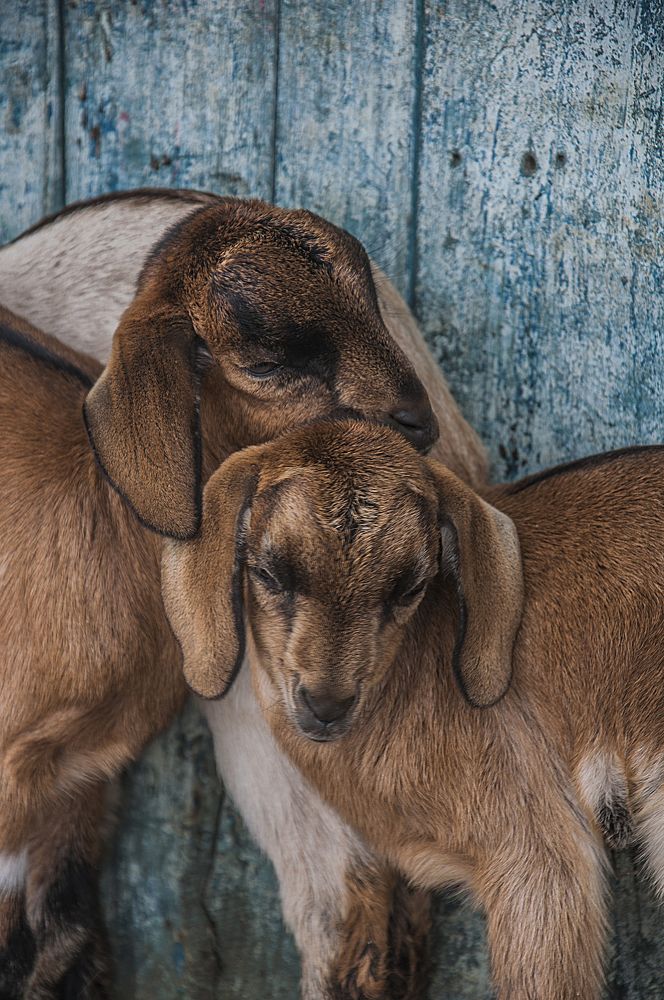 Photograph by Chamara Sulakkhana Polwatta Siriyalage