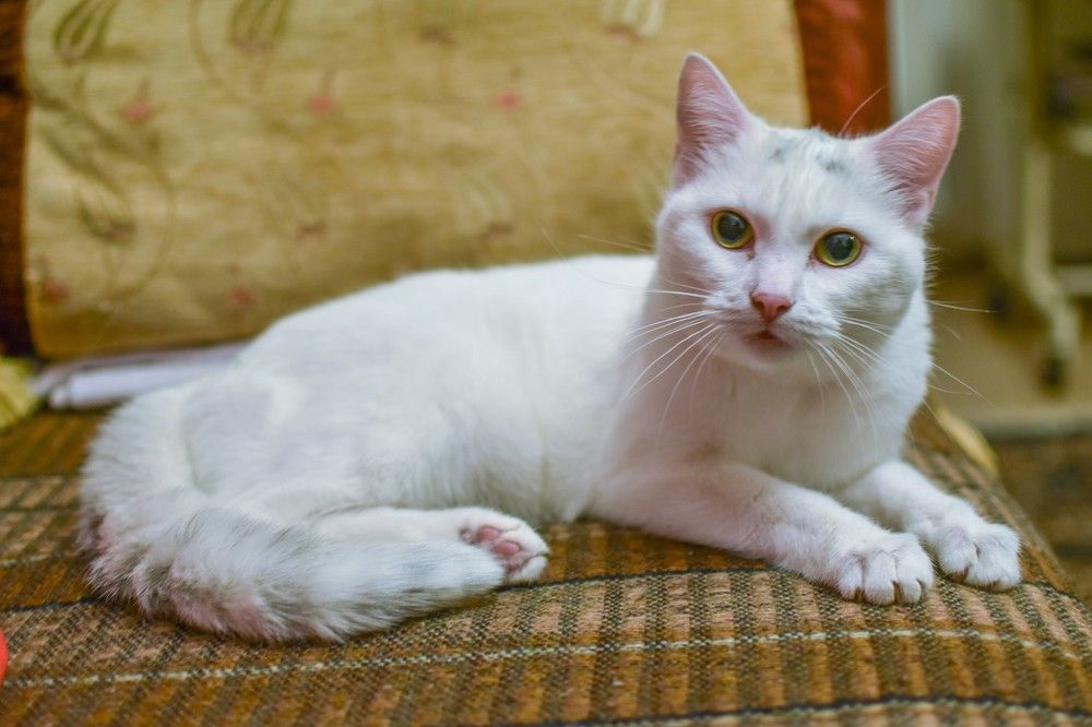 Белая кошка.