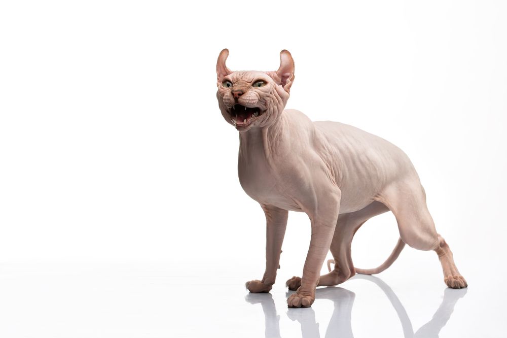 Photograph by Anatolie Burdeniuc