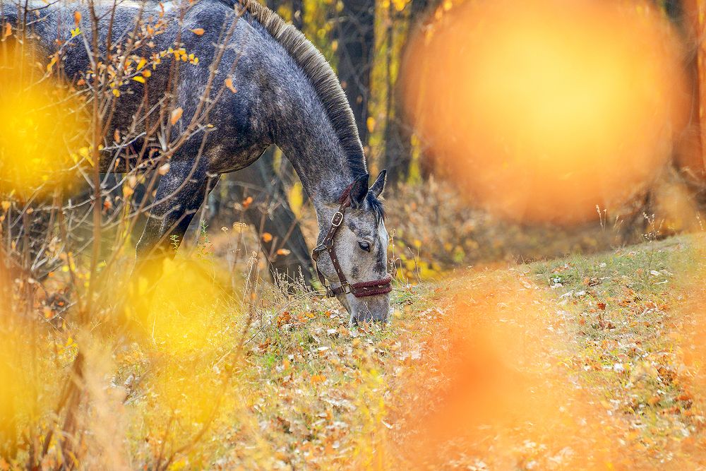 ОСЕННИЙ  МОТИВ