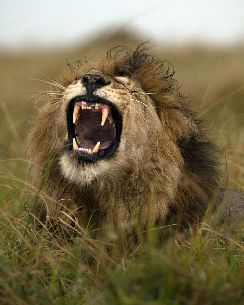 The mighty roar