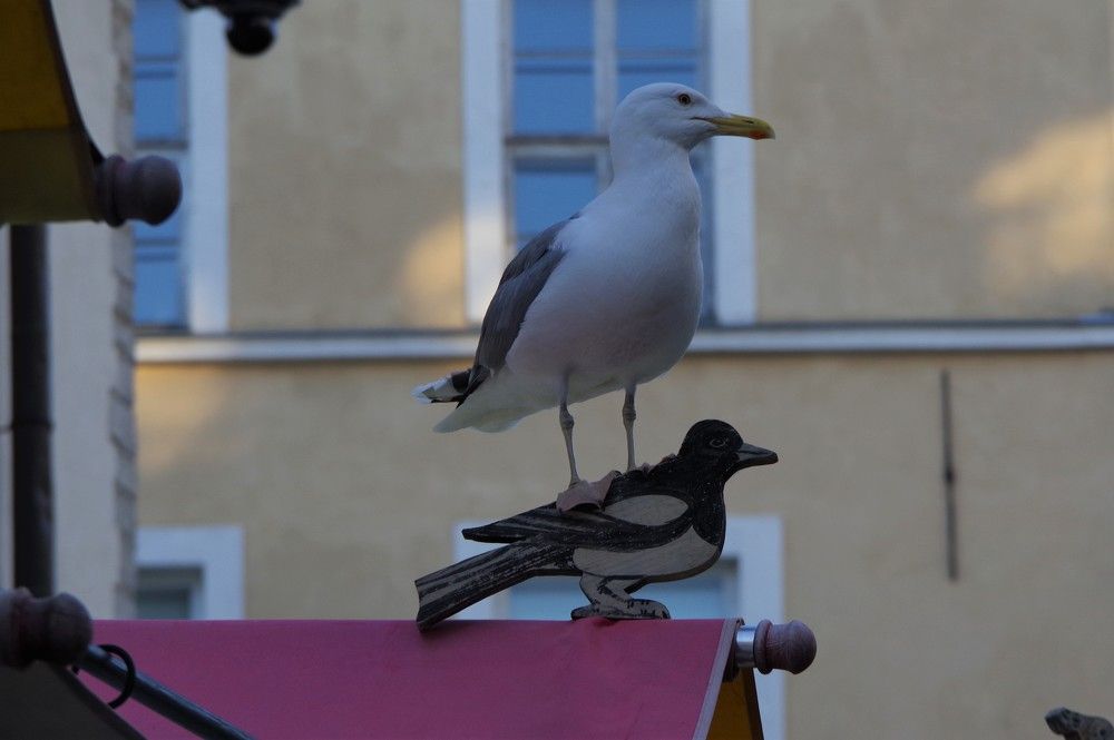 Photograph by Andrei Baburin