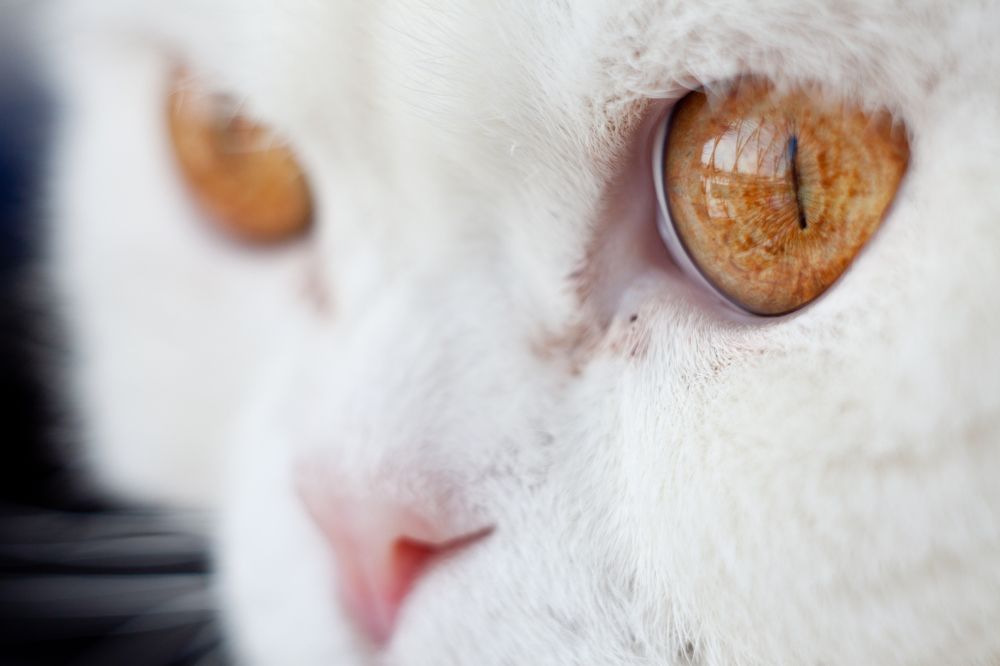 Photograph by Олег Терешкин