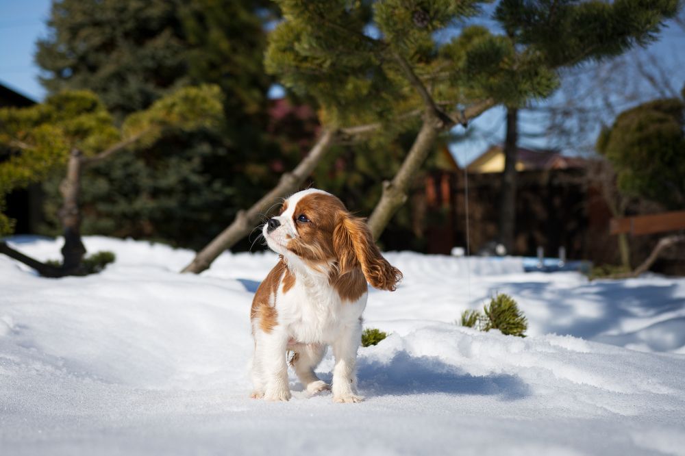 Фотография автора Олег Голубев