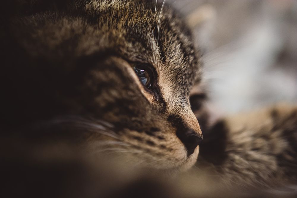 В ожидании лакомства