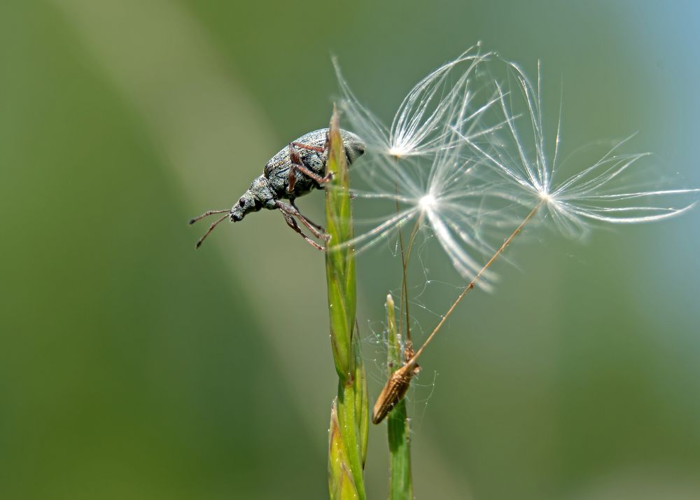 Долгоносик (Curculionidae Phyllobius (s. str) arborator)