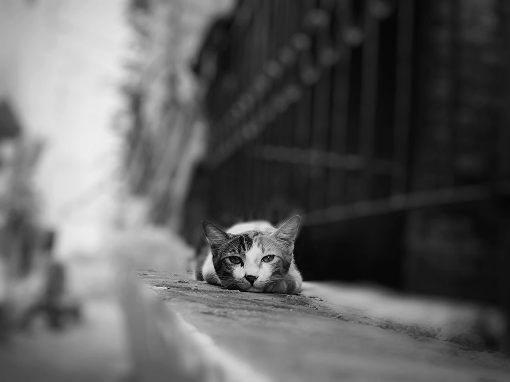 Photograph by HARSHIT MISHRA