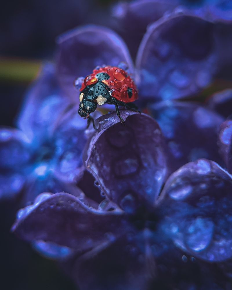 Photograph by Юлия Ключик