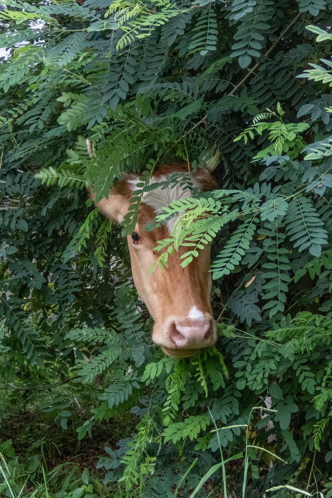 Photograph by Олег Карелов