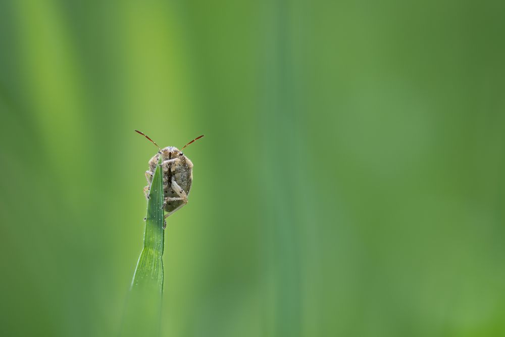 Одинокий жучок