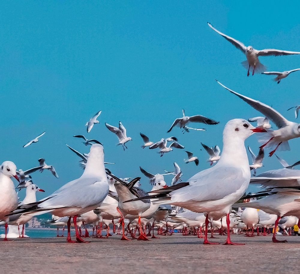 Photograph by Furqan Ahmed Golandaz
